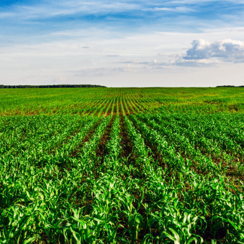 Manejo del Estrés Vegetal y Recuperación de Cultivos NEURIXD